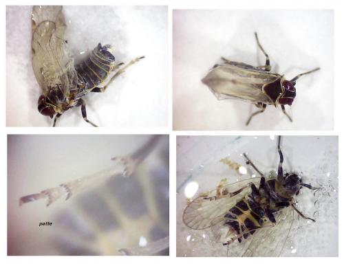 Réf. 264 864 : Hyalesthes obsoletus